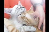 寝ている2匹の猫がお互いにギュ！ハグしながら眠っている姿が尊い【海外・動画】