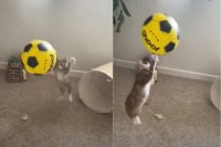 ボール遊びが大好きな子猫。リバウンドするボールに合わせてジャンプ！ジャンプ！！と遊び方が独特です【海外・動画】