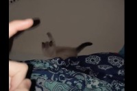 壁に向かって一心不乱におててを伸ばす猫。飼い主さんの指の影を追いかけるのに夢中でしたが・・【アメリカ・動画】