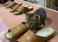「只今、スリッパ温め係の研修中」野沢温泉『桐屋旅館』の看板猫たちがスリッパを温める姿が可愛すぎる！