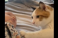 猫は新しい家族が気になる！赤ちゃんにおててを伸ばしたり、ほっぺにチューしたり！！