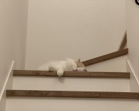 階段で寝るのが流行り！？見かけるたびに上の段に移動していく愛猫が面白いと話題に！「どんな心境で移動してるのかな」