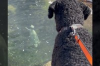 海岸を愛犬と散歩していたらまさかの出会いが！水面から顔を覗かせて挨拶してくれたその動物とは！？【海外・動画】