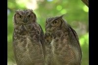 森の中に仲良しきょうだいのミミズクが！寄り添いあって羽根を休めています【アメリカ・動画】