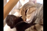 母の愛が伝わってくる！母猫が赤ちゃん猫をやさしくハグをして寝ています【アメリカ・動画】
