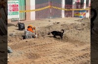 工事のお手伝いをしてくれているの？犬がシャベルで掘り出した土を平らにしてくれます！【海外・動画】