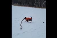 雪原で大きな木の枝を見つけた犬。気に入ったので持ち帰ろうとしますが・・、大きすぎるし足元は不安定だしで運ぶのが大変そう！！
