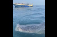 船よりも大きい？フロリダ沖で巨大なジンベイザメを発見！！【アメリカ・動画】