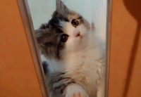 何もかもが可愛すぎる愛猫の動画に反響！「国宝級の可愛さ」「ガラスにペタッと張り付く肉球も可愛くて見飽きない」