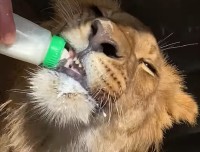 ミルクをごくごく飲むライオンの子供。体は大きくなってきていてもまだまだ赤ちゃんみたい！！