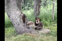 アライグマの赤ちゃん達が大好きな子犬。遊び回るその姿を優しく見守ります！！