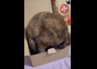隠れられてると思ってるのか？ 自分より小さい箱に隠れたつもりになっている愛猫が可愛すぎる！