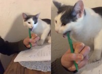 勉強を猫が教えようとしてくれている？授業のノートを取っていたら猫がペンをくわえてきました！！【アメリカ・動画】