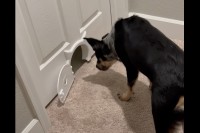 ドアには猫用の小さなペットドアが。この狭いスペースを犬が通り抜けようとします！！