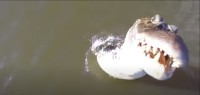 【衝撃映像】川をドローンで撮影してたら！まさかのワニに食べられた！？【海外・動画】