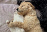 仲良しさんたちの寝顔に癒やされる！スヤスヤとねんねしている子犬が抱きまくらにしているのは、ぐっすり寝ている子猫です！！【海外・動画】