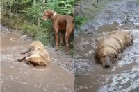 水たまりに入っていったゴールデンレトリバー。全身が泥まみれになるほどゴロゴロして楽しいみたい！！【海外・動画】