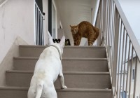 階段の上にいる猫にちょっかいをかけにいった愛犬。しかし「シャー！！」と威嚇されたその瞬間・・！！【アメリカ・動画】