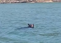 湖面になにかいると思ったら・・、なんとクマが泳いで岸に向かっていたのです！！【アメリカ・動画】