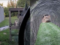 トンネルを通り抜けたい猫。ところが、入り口をふさぐようにお姉ちゃんがいるので進めません！！