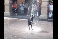 噴水で水浴びを満喫する犬。周囲の人達はその無邪気で微笑ましい姿を優しく見守っています【海外・動画】