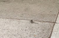 コロコロコロ。ニューヨークの街中をネズミが転がっていく〜〜！！【アメリカ・動画】