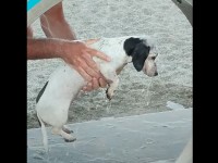 海でたくさん遊んだのかな？ビーチで動くことなく体を丁寧に洗ってもらう愛犬【海外・動画】