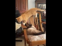 猫による猫ふんじゃった！？椅子の上から移動しようとしたその時、1匹にハプニングが！！【海外・動画】