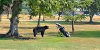 ゴルフ場にクマがあらわれた！！しかし、ゴルフバックが怖かったようで・・・