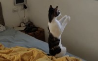 窓に向かって両手を合わせる猫。その姿はまるで神様にお願い事をしているみたいですが？？【海外・動画】