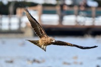 「鳶に油揚げをさらわれる」とはどんな意味？その成り立ちには「鳶」の習性が関係していた！！