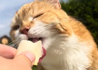 暑い日のおやつはやっぱしメロン！？ジューシーで美味しいみたいで猫は夢中で食べています！！
