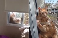 窓辺でチルタイム中の猫を目撃。悠々と日光浴を楽しんでいるその姿は人間みたい！！【海外・動画】