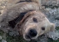 救助犬も暑い日は大変！氷の差し入れをもらってみんな大喜び！！【アメリカ・動画】
