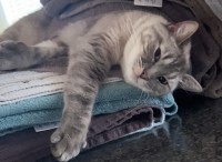 せっかく畳んだのに・・。猫が気持ちよさそうにお昼寝しているのは洗濯物の山の中腹です！！【アメリカ・動画】