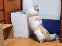 箱に飛び乗ろうとするも、足が上がらずに失敗・・・体当たりみたいになっちゃった愛猫が可愛すぎる！