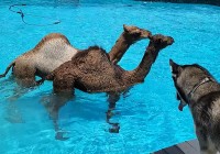 暑い日はラクダだって涼みたい！？プールで楽しく水遊び！！【アメリカ・動画】