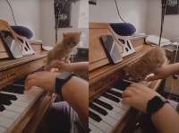 一緒に弾きたいにゃ～！ピアノの演奏中に飼い主さんの腕や鍵盤に乗っかってきた子猫が可愛すぎる！