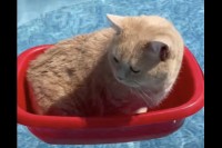 暑い日は水慣れした猫ならプールを楽しむ！？洗面器のボートに乗る猫がかわいい！！