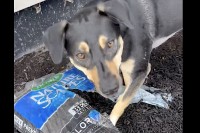 愛犬はお手伝いがしたい！？パパさんが開けた袋から腐葉土を元気に出していきます！！【アメリカ・動画】