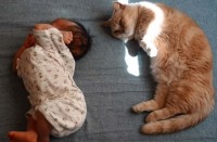 『えび反りと猫背』寄り添ってお昼寝する赤ちゃんと愛猫が可愛すぎる！「同じくらいの大きさですね」