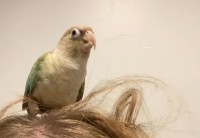 インコはヘアアレンジがしたい？飼い主さんの頭に乗って髪の毛をついばみます！！【海外・動画】