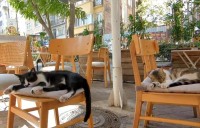 『お客さんは猫2匹だけ』猫の都・イスタンブールのカフェで撮影された動画に反響！「こんなカフェでお茶したい」