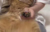 爪切りが嫌すぎて、自ら挙手して妨害してくる愛猫が可愛すぎる！「歯医者で痛かったら手を挙げてくださいのくだり」