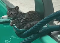 プールサイドでお昼寝する猫。だけど寝た場所が悪かった！？【海外・動画】