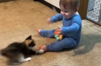 オモチャで遊ぶ赤ちゃんと子猫。幼いコンビが猫じゃらしをめぐってわちゃわちゃ！！【アメリカ・動画】