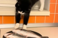 バレバレすぎる！料理中に、猫が魚を狙って堂々と犯行に及びました！！【海外・動画】