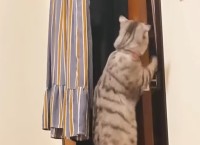 部屋から出たい猫。ドアノブにつかまってなんとかドアを開けようとします！！【海外・動画】