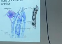 猫も勉強したい？難しい授業も熱心にスライドに写るマウスカーソルに飛びかかります！！