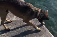 犬がチキンゲームで遊んでる！？転がしたボールが水中に落下するギリギリの瞬間・・【海外・動画】